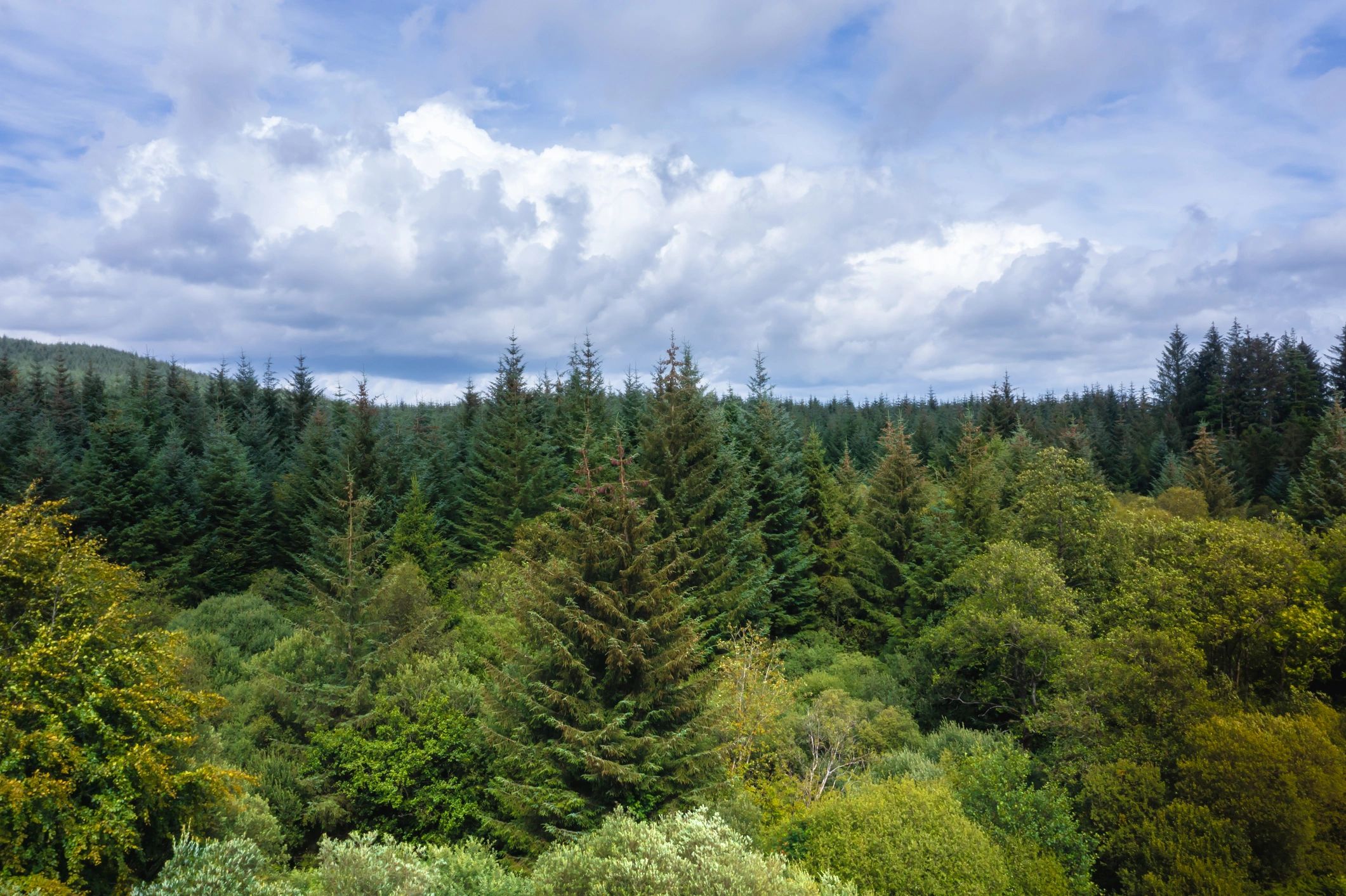 Aerial view of forest conservation landscape